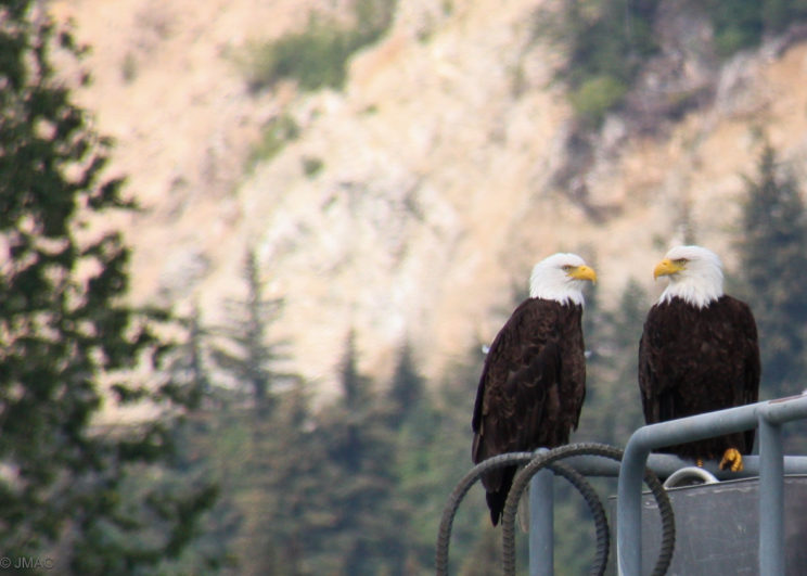American Bald eagles