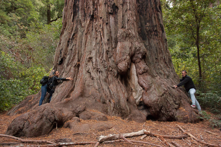 Grosse Redwoods