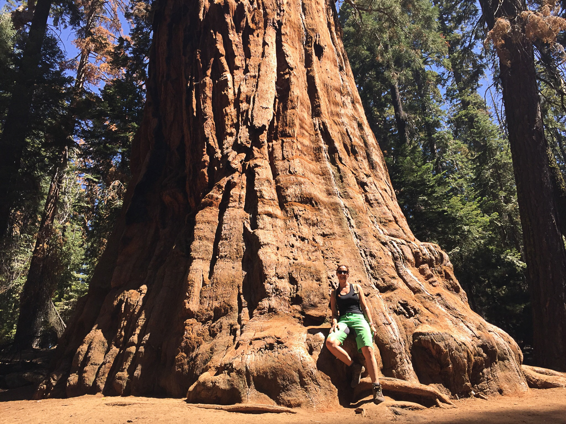 Big Sequoia